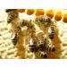 Bee Bread Perga Fermented Bee Pollen Raw & Natural No Preservatives No Genetic Engineering Suitable for Vegetarians 1Kg. - Buy Online on SooperMarket.com