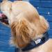 Black Rhino Comfort Collar - Super Soft Neoprene Dog Collar for All Breeds | Adjustable Reflective & Weatherproof | Medium Sports Blue/Gray - Buy Online on SooperMarket.com