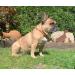 TOPAZ Amber Necklace for Dogs & Cats - Natural Tick and Flea Protection Handmade 25 cm - Buy Online on SooperMarket.com