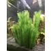 Begondis Artificial Aquarium Plants - Silk Green Aquatic Decor Safe for Fish & Pets (18cm) - International Shipping Available - Buy Online on SooperMarket.com