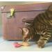YEOWWW catnip toys for cats - organic very strong catnip fish stinkies sardines cat toys with catnip pack of 3 colourful patterns - 7.5cm long - Buy Online on SooperMarket.com