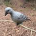 HQ Outfitters Dove Decoy 4 Pack - Realistic Hunting Decoys - Buy Online on SooperMarket.com