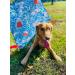 Large Premium Diamond Kite - Easy to Fly for Kids and Adults | Fun Outdoor Activity for Boys and Girls | Perfect for Beach or Park (Watercolor) Tie-Dye - Buy Online on SooperMarket.com