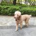 Pet Collar Cam DVR: Video Recorder & Monitor for Dogs, Cats, and Puppies - Buy Online on SooperMarket.com