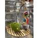 Birds LOVE TigerTail Tabletop Play Gym for Small Corner Cage - Free Parrot Toy Included! - Buy Online on SooperMarket.com