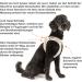 Curli Air-Mesh Vest Harness - Light Tan XL - Premium Comfort for Dogs - International Shipping - Buy Online on SooperMarket.com