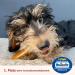 Carnello Puppy Treats - Grain-Free Chewing Bones for Dogs - Chicken Flavor 60g (1 Pack) - Healthy Dog Chews - Buy Online on SooperMarket.com