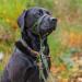 Halti Head Harness for Small Dogs - Prevent Pulling Light & Adjustable Padded Nose Strap Anti-Train Neck Band - Forest Green (Size 1) - Buy Online on SooperMarket.com
