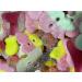 Super Sweets Vegan Halloween Jelly Sweet Mix - Buy Online on SooperMarket.com