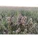 From The Field Catnip Buds 1oz: Premium Organic Catnip for Maximum Fun - Buy Online on SooperMarket.com