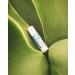 Cleure Organic Lip Balm - Paraben-Free, Fragrance-Free, Flavor-Free, Petrolatum-Free - 1 Pack, .15 oz - Buy Online on SooperMarket.com