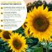 valeaf Sunflower Starter Kit (Sunflowers) - Buy Online on SooperMarket.com