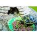 Komodo Complete Holistic Tortoise Diet Fruit and Flower 340 g (Pack of 2) - Buy Online on SooperMarket.com