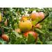 Organic Apple Powder 1.5 lbs | Non-GMO, Unsulfured, Raw, Vegan | Ideal for Juices, Smoothies, Yogurts | Maltodextrin-Free | No Sulphites | Bulk Packaging - Buy Online on SooperMarket.com