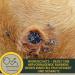 Zinc Ointment & Spray for Dogs & Horses | Wound Healing Protection | 2x250ml Zinc Oxide Solution - Buy Online on SooperMarket.com