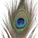 10pcs Multicolored Natural Peacock Feathers for DIY Crafts and Easter Decoration - 10-12 inch - Buy Online on SooperMarket.com