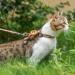 Cat Harness and Leash Escape Proof for Walking Travel Outdoor - Soft Nylon Adjustable Cute Cat Harness Leash Set with Airtag Holder for Small Large Cats Neck:7.6"-12" chest:10.6"-18" Orange - Buy Online on SooperMarket.com