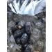 Premium Large Ajwa Dates 900g by Afdhal - Buy Online on SooperMarket.com
