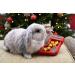 Cupid & Comet Rosewood Cupid & Comet Christmas Puzzle Stocking Gnaw Treat for Small Animals - Buy Online on SooperMarket.com