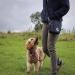 Pet Impact Eco-Friendly Dog Treat Pouch for Convenient Dog Walking - Essential Training and Wanderlust - Buy Online on SooperMarket.com