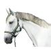 Kerbl Nylon Halter Hippo Nylon Halter for Pony Shetty Full Cob XFull 6 Colors Size 0 anthracite/lemon