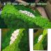 Preserved Moss Pole - 1.5 sq. Ft Decorative Moss for DIY Crafts and Wall Decor (Yellow Green) - Buy Online on SooperMarket.com