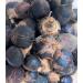GORONTULA Fruit Azanza Garckeana Organic Sweet Silky Snot Apple Kayamata Various Sizes 30 Pieces - Buy Online on SooperMarket.com