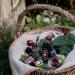 myAROMA Forest & Meadow Set - Purely Natural Fruit Aroma (5x10ml) | Sugar-Free & No Sweeteners | Shop Internationally - Buy Online on SooperMarket.com