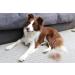 FURminator FURflex Grooming Brush for Small Dogs | deShedding Attachment for Undercoat Removal - Size SS Head Only | International Shipping Available - Buy Online on SooperMarket.com
