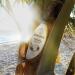 Jergens Hydrating Coconut Body Moisturizer 8 oz - Dermatologist Tested, Infused with Coconut Oil and Water for Long-Lasting Moisture - Buy Online on SooperMarket.com