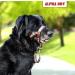 Alpha Boy Dog Training Collar - Comfortable Leather Harness for All Breeds Easy to Use Quick Lock Buckle (XXL) - Buy Online on SooperMarket.com