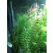 Begondis Aquarium Decorations - Artificial Green Aquatic Plants | Safe Silk & Plastic Plants for Fish & Pets | 30cm - Buy Online on SooperMarket.com