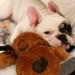 Snuggle Puppy Replacement Heat Packs - 12-Pack for Pets - Buy Online on SooperMarket.com