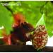 Erdtmanns Squirrel Food in Net - 2 x 0.3 kg | Premium Quality 19.1 x 11.4 x 2.5 cm | International Shipping Available - Buy Online on SooperMarket.com
