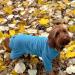 Warm Four Legged Dog Fleece Available in Five Sizes & Three Colours (Teal Medium (Four Legged)) Medium (Four Legged) Teal - Buy Online on SooperMarket.com