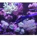 AquaticHI 27 inch Aquarium Tongs - 100% Reef Safe | Multi Purpose Fresh and Saltwater Fish Tank Tool for Clip Plants, Spot Feed Fish and Coral | Keep Hands Dry - Buy Online on SooperMarket.com