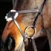HORZE Prescott Figure 8 Bridle - Brown, Horse Size - Buy Online on SooperMarket.com