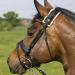 Buy Werner Christ Tournament Genickschoner - Premium Lambskin Horse Neck Protection | Real Fur Halter & Bridle Black Sheepskin One Size (32 cm) - Buy Online on SooperMarket.com