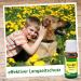 CDVet Zeckex Spoton 50 ml - Effective Flea & Tick Treatment for Dogs & Cats | Fast International Shipping - Buy Online on SooperMarket.com
