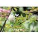 Erdtmanns 20 Fat Balls - 1.6 kg Polybag for Wild Birds | Premium Bird Feed - International Shipping - Buy Online on SooperMarket.com