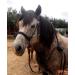 JF-Reitsport Bitless Pony Bridle Set - Nylon with Reins in Navy | Premium Equestrian Gear for International Shipping - Buy Online on SooperMarket.com