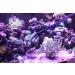 AquaticHI 27 inch Aquarium Tongs - 100% Reef Safe | Multi Purpose Fresh and Saltwater Fish Tank Tool for Clip Plants, Spot Feed Fish and Coral | Keep Hands Dry - Buy Online on SooperMarket.com
