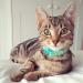 Kittyrama Cats & Kittens Neck Bands - Vet Approved Breakaway Hypoallergenic - As Seen in Vogue | Shop Stylish & Comfortable Designs - Buy Online on SooperMarket.com