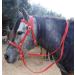 JF-Reitsport Bitless Pony Bridle Set - Nylon with Reins in Navy | Premium Equestrian Gear for International Shipping - Buy Online on SooperMarket.com