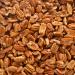 Fresh Shelled Texas Native Pecan Halves - Certified Pesticide-free and Wild-harvested 2 Lb. 2 Pound (Pack of 1)