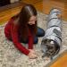 PetLike Collapsible Cat Tunnel with Peek Hole - Grey | Indoor Cat Play Toy with Ball - Buy Online on SooperMarket.com