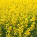 Outsidepride Sinapis Alba Yellow Mustard Culinary Herb Garden Plants Used for Spice, Flavoring - 5000 Seeds 1 5000 Seeds