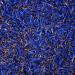 Pure Blue Cornflower Petals - Dried Grown in Germany - Natural Grown Herbal Flowers for for Homemade Lattes Tea Blends Bath Salts Gifts Crafts (Centaurea cyanus) - Buy Online on SooperMarket.com