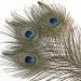 Soarer Long Peacock Feathers Bulk - 25pcs 32-35 inches for Vase, Holiday Decoration & DIY Crafts - Buy Online on SooperMarket.com