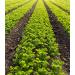 San Antonio Whole Celery Seeds - 18 oz | Premium Quality - Buy Online on SooperMarket.com